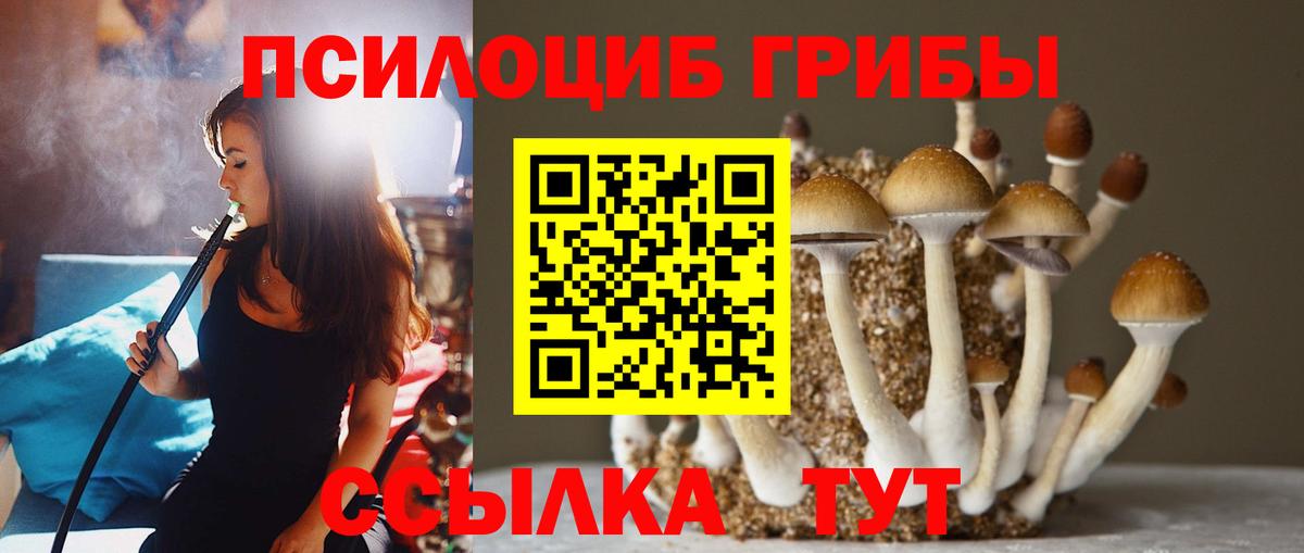 Псилоцибиновые грибы Psilocybine cubensis Лениногорск